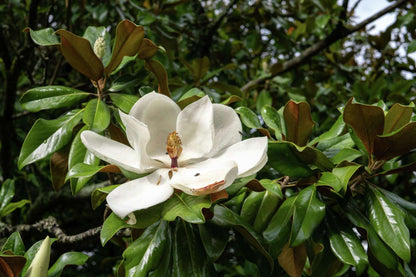 Magnolia Flower Seeds