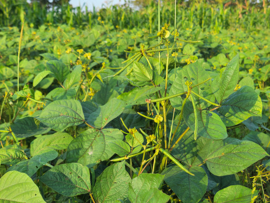 Mung Bean Vegetable Seeds