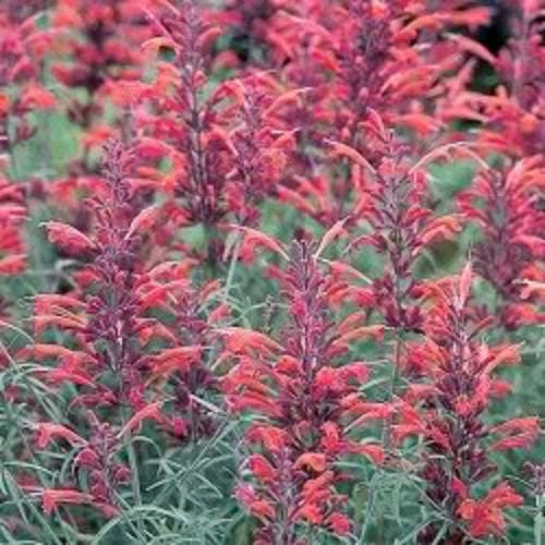 Red Agastache Heather Queen Hummingbird Mint Hyssop Flower Herb Seeds heirloom non-gmo organic garden seeds