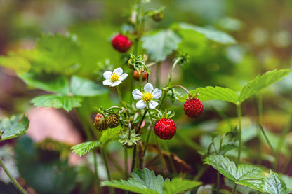 Alpine Strawberry (Fragaria vesca) Seeds – Red Fruit, White Flowers