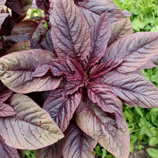 Amaranthus Blitum (Purple Amaranth) Seeds - Vibrant Purple Leafy Green for Culinary & Ornamental Use