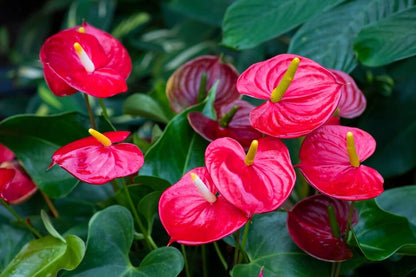 Anthurium Herb Seeds