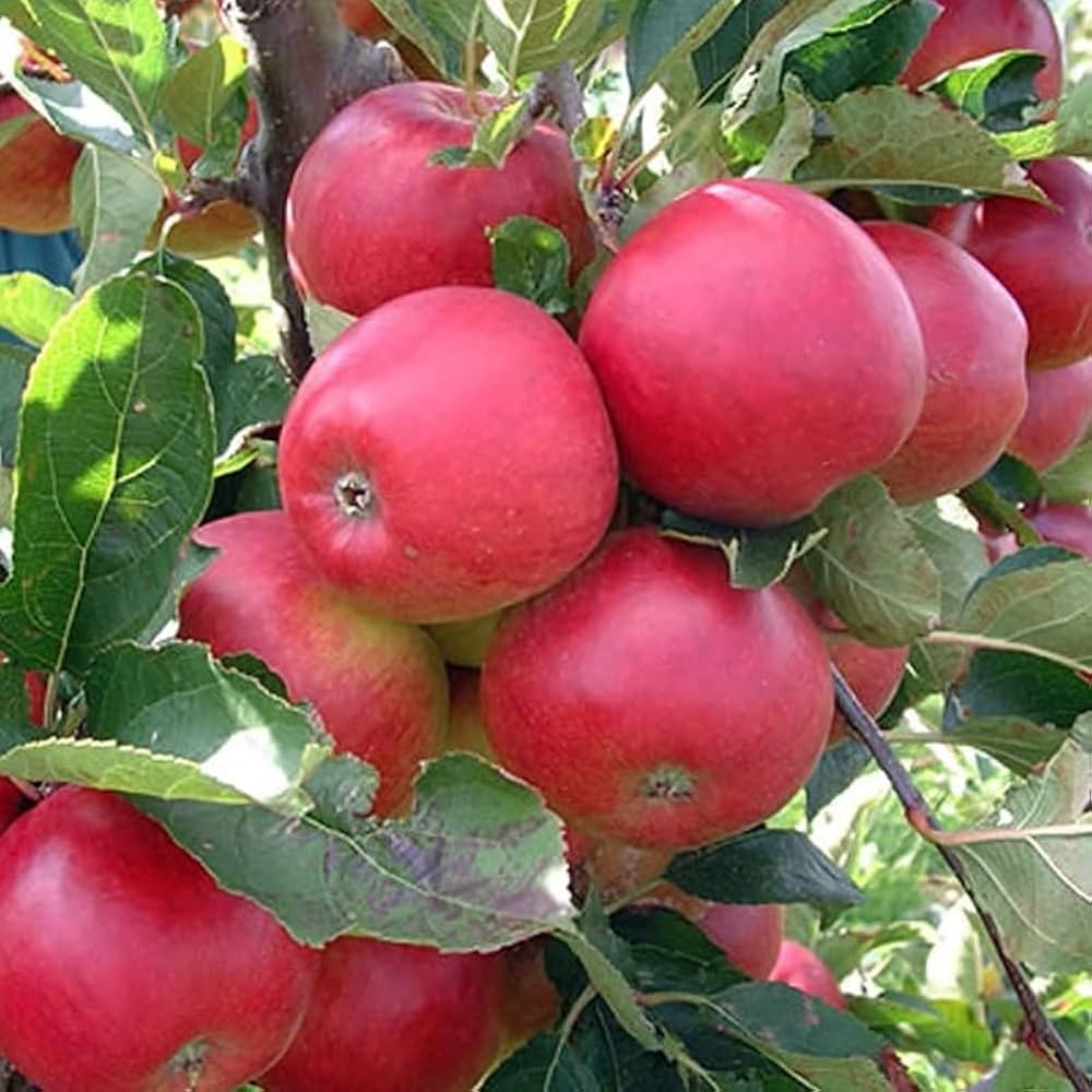 Plant Red Apple Seeds Enjoy A Bountiful Apple Harvest heirloom non-gmo organic garden seeds