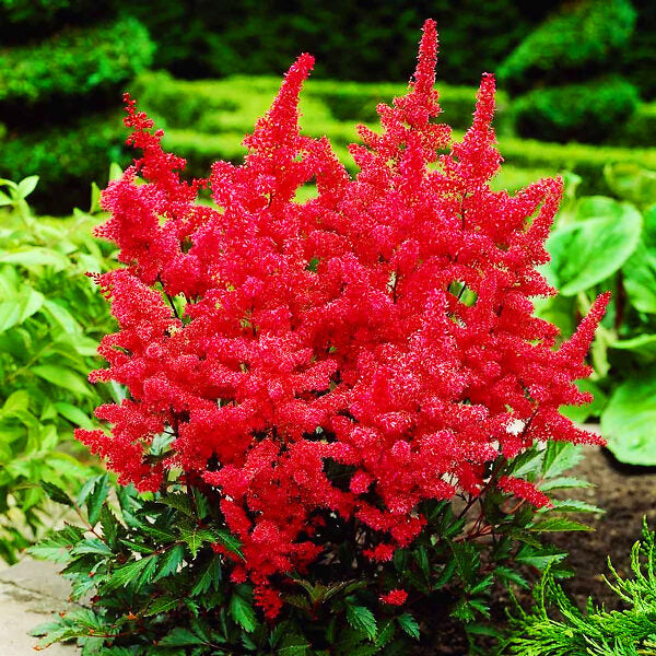 Red Astilbe Blooms  Feathery Red Flowers in Shade Gardens