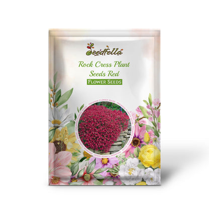 Red Aubrieta Rock Cress seeds for spring gardens