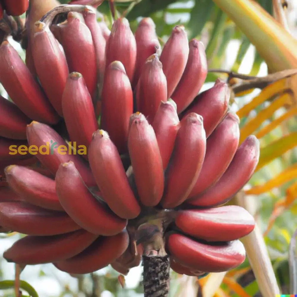 Red Banana Planting Seeds Grow Exotic Tropical Fruit In Your Garden heirloom non-gmo organic garden seeds