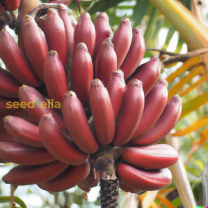 Red Banana Planting Seeds Grow Exotic Tropical Fruit In Your Garden heirloom non-gmo organic garden seeds