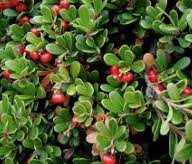 Bearberry (Arctostaphylos uva-ursi) Kinnikinnick Pinemat Manzanita Flower Seeds – Hardy Groundcover with Evergreen Foliage and Berries