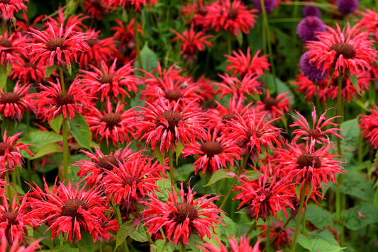 Panorama Red Bee Balm Monarda Didyma Oswego Tea Herb Flower Seeds heirloom non-gmo organic garden seeds