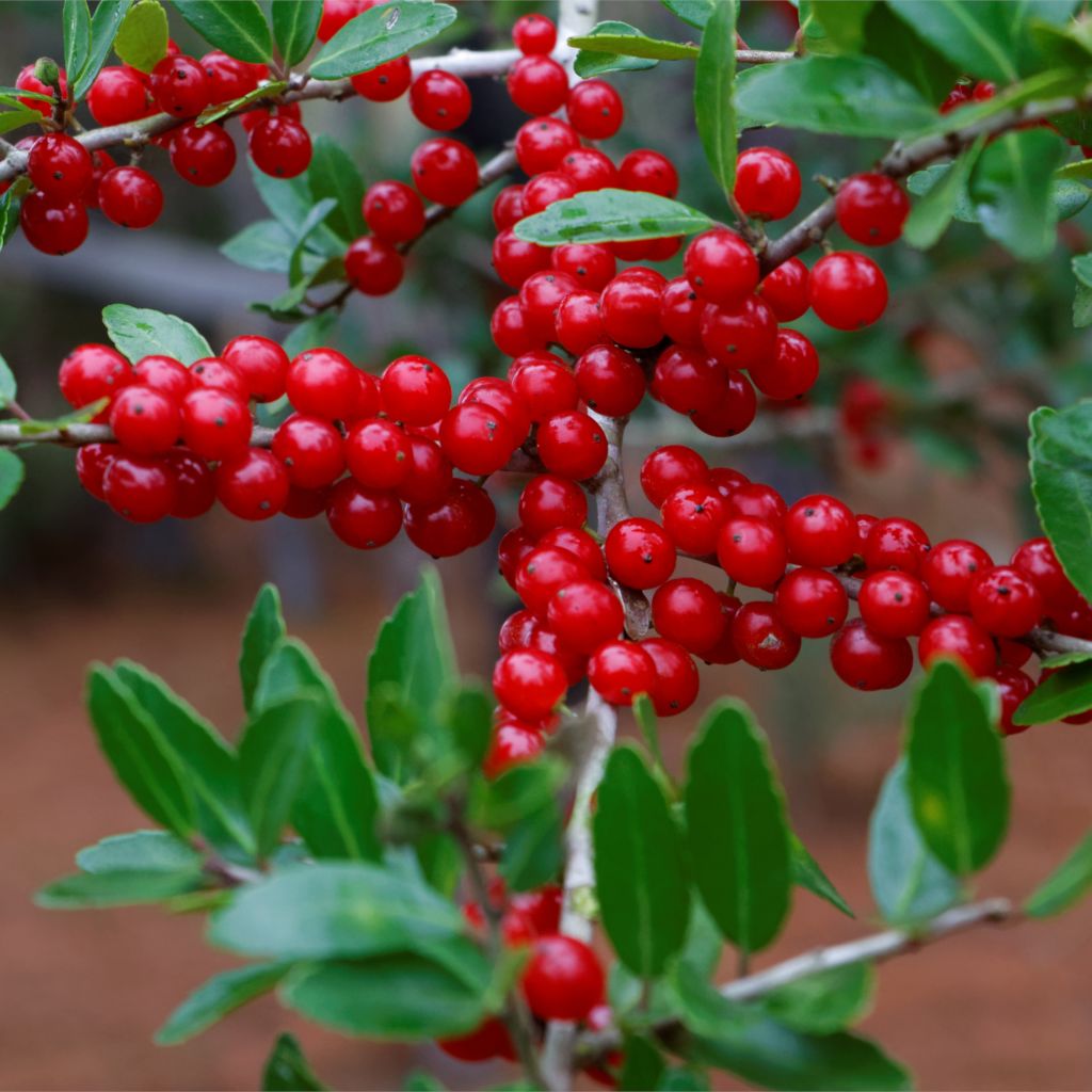 Red Ilex Vomitoria Yaupon Holly Tree Seeds for Planting Perennial Garden Essential