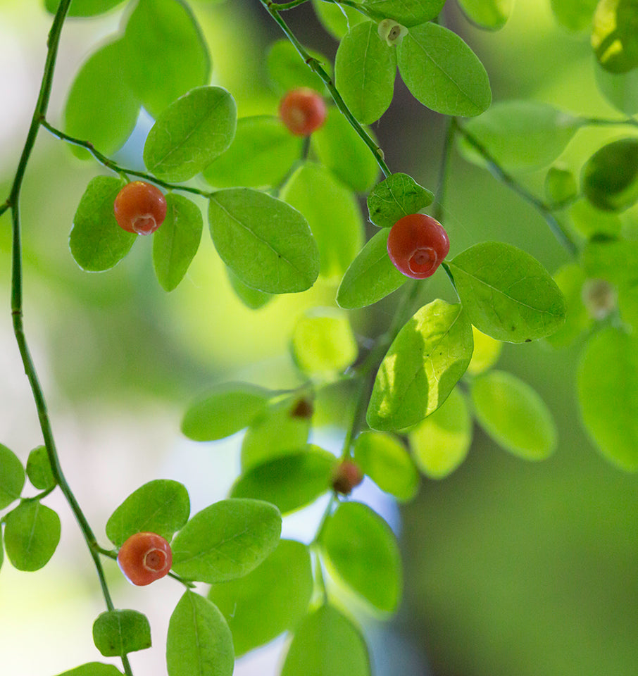 Red Huckleberry (Vaccinium parvifolium) – Red Blueberry & Red Bilberry – Pink Flower Berry Edible Fruit Shrub Seeds