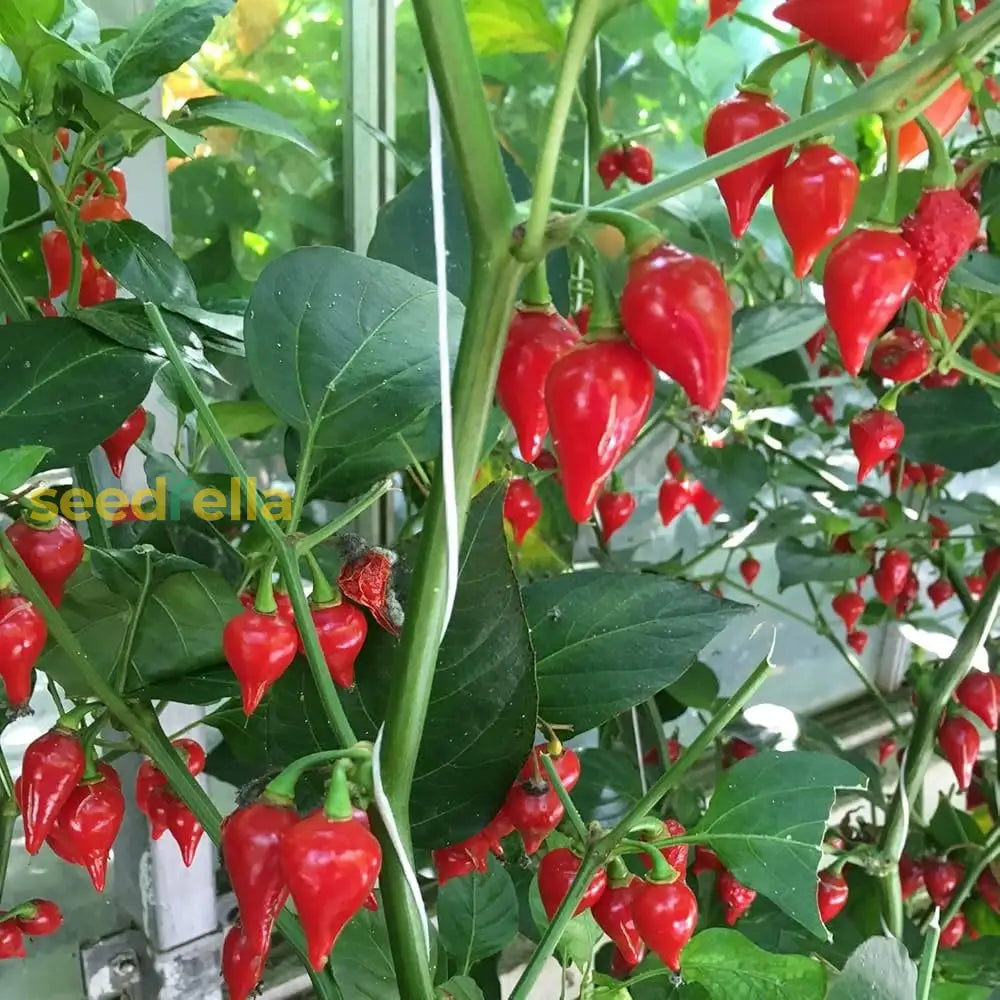 Biquinho Seeds For Home Vegetable Planting heirloom non-gmo organic garden seeds