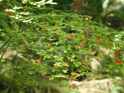 Red Huckleberry (Vaccinium parvifolium) – Red Blueberry & Red Bilberry – Pink Flower Berry Edible Fruit Shrub Seeds