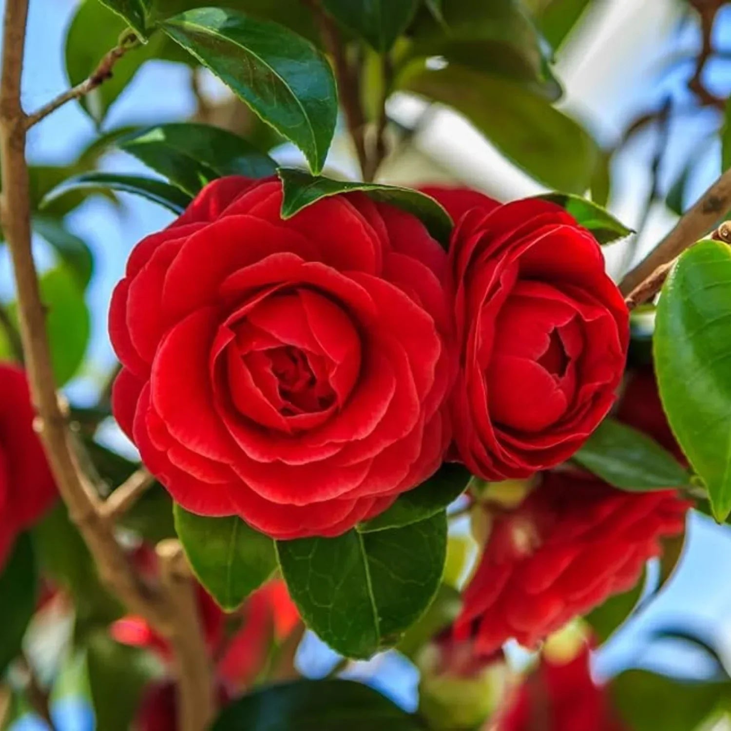 Red Camellia Garden Seeds  Evergreen Shrub with Flowers
