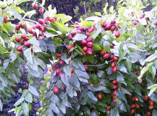 Red Chinese Date Tree Ziziphus Jujuba Edible Fruit – Jujube Tree Seeds heirloom non-gmo organic garden seeds