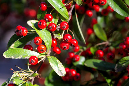Red Chokeberry Aronia Arbutifolia Shrub Seeds – White Flowering & Fruit Bearing heirloom non-gmo organic garden seeds