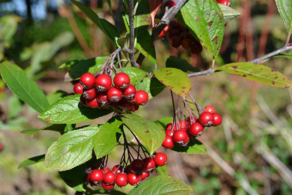 Red Chokeberry (Aronia arbutifolia) Shrub Seeds – White Flowering & Fruit Bearing