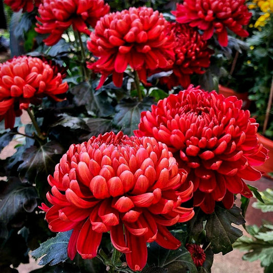 Rote Chrysanthemen-Blumensamen zum Pflanzen – Beliebte Schnittblume, Erbstücksamen & Gentechnikfreie Samen für den Hausgarten