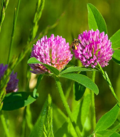 Red Clover (Trifolium pratense) Monarchs Rose-Mauve Flower Ground Cover Seeds