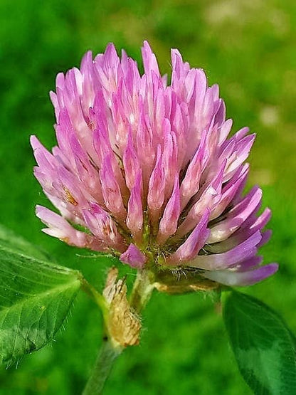 Red Clover Trifolium Pratense Monarchs Rose Mauve Flower Ground Cover Seeds heirloom non-gmo organic garden seeds