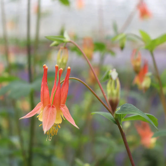 Double Orange Yellow Columbine Flower Seeds