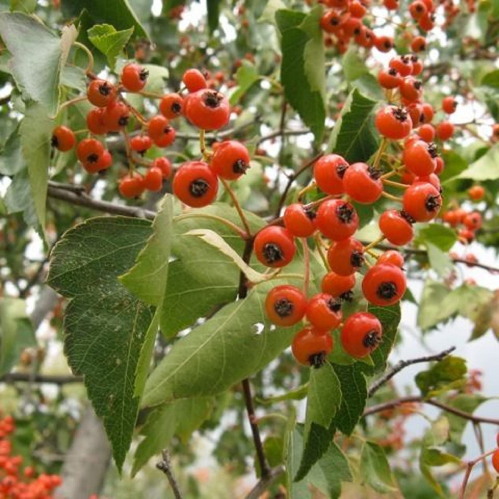 Red Crataegus Opaca Fruit Seeds For Easy Planting heirloom non-gmo organic garden seeds