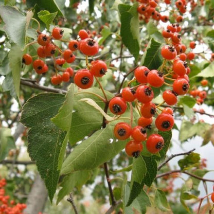 Red Crataegus Opaca Fruit Seeds For Easy Planting heirloom non-gmo organic garden seeds
