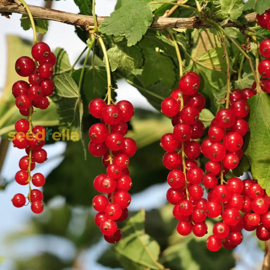 Red Currant Fruit Seeds For Planting Grow Flavorful Currants In Your Garden heirloom non-gmo organic garden seeds
