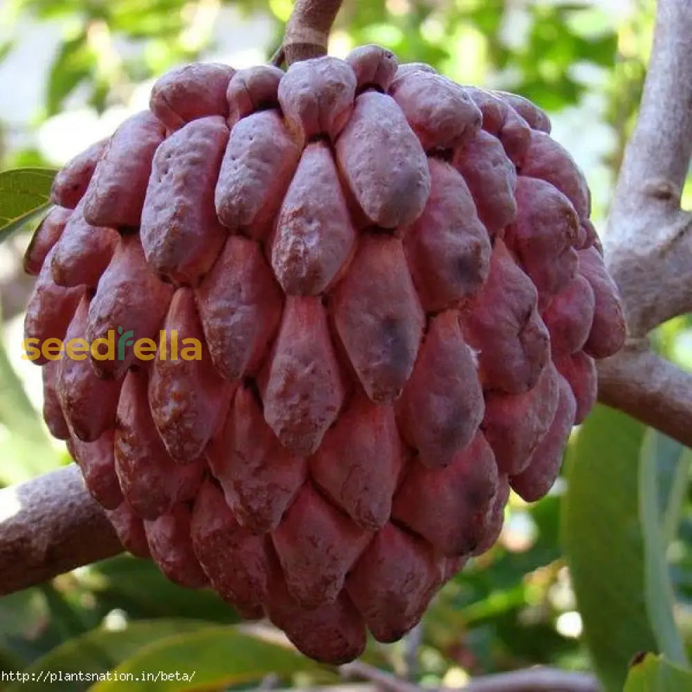 Red Custard Apple Tree Seeds For Planting Grow Your Own Delicious Fruit heirloom non-gmo organic garden seeds