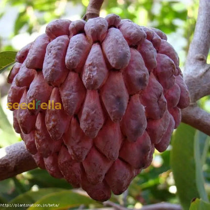 Red Custard Apple Tree Seeds For Planting Grow Your Own Delicious Fruit heirloom non-gmo organic garden seeds