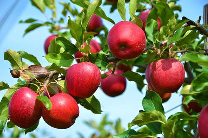 Paradise Apple (Malus pumila) – Red Delicious, Common Apple Tree Seeds
