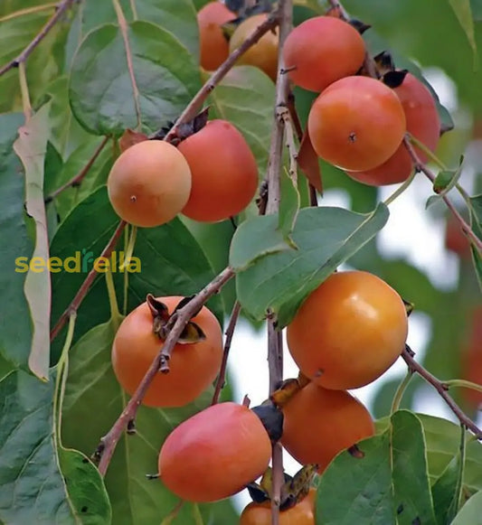 Red Diospyros Fruit Seeds For Planting Grow Stunning Perennials heirloom non-gmo organic garden seeds