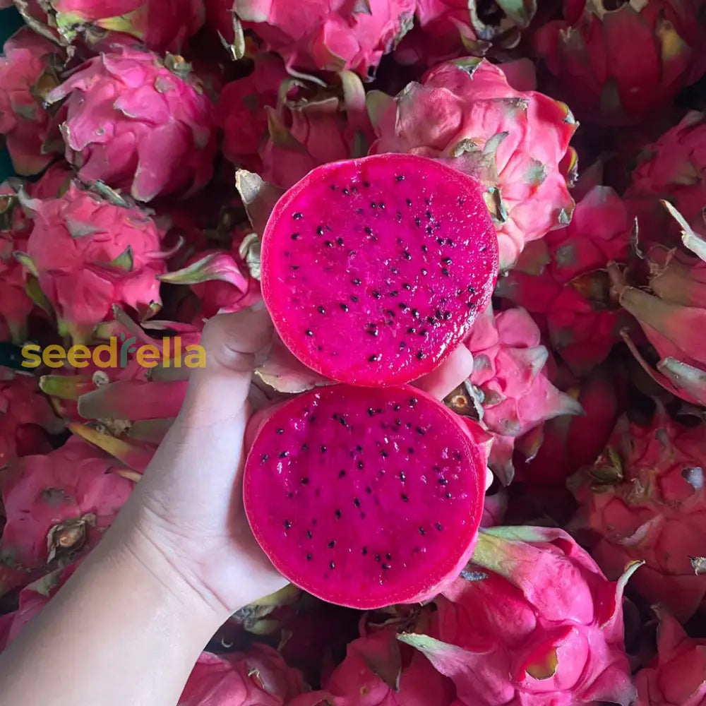 Red Dragon Fruit Seeds for Planting - Grow Tropical Dragon Fruit Plants in Your Garden
