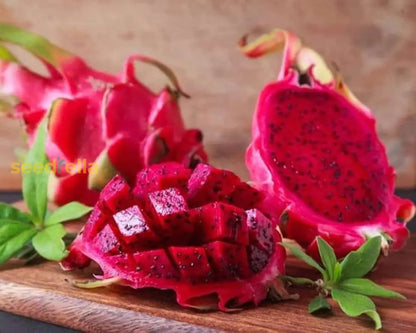 Red Dragon Fruit Seeds For Planting Grow Tropical Dragon Fruit Plants In Your Garden heirloom non-gmo organic garden seeds
