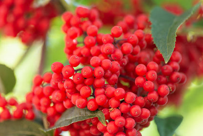 Red Elderberry Sambucus Racemosa Scarlet Mountain Elder Bunchberry Tree Shrub Fruit Berry Seeds heirloom non-gmo organic garden seeds