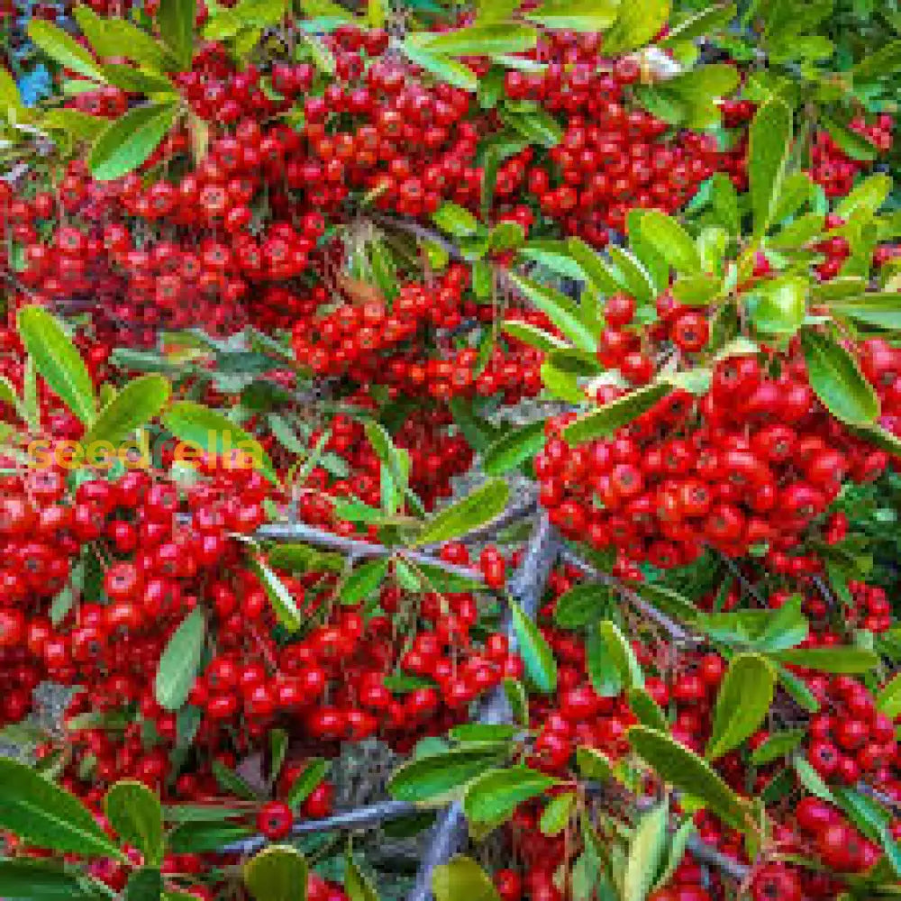 Red Firethorn Fruit Planting Seeds For Vibrant Garden Growth Seed Ideal For Ornamental heirloom non-gmo organic garden seeds