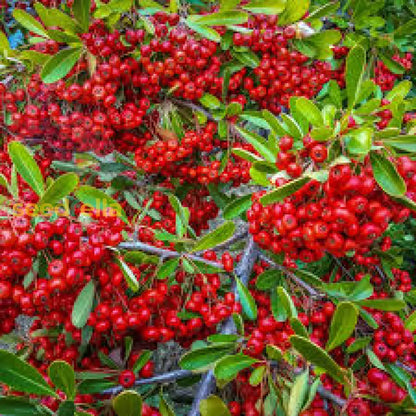 Red Firethorn Fruit Planting Seeds For Vibrant Garden Growth Seed Ideal For Ornamental heirloom non-gmo organic garden seeds