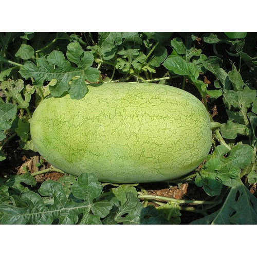 Charleston Gray Watermelon (Citrullus lanatus) Red Fruit Melon Seeds