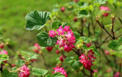 Red Flowering Currant (Ribes Sanguineum) Blood Currant Edible Fruit Blue & Black Berries Shrub Seeds