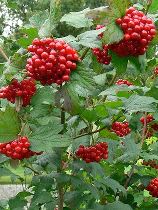 American Highbush Cranberry (Viburnum trilobum) – Red Fruit, White Flower Shrub Seeds