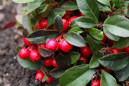 Red Gaultheria Procumbens Fruit Seeds heirloom non-gmo organic garden seeds