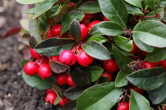 Red Gaultheria Procumbens Fruit Seeds heirloom non-gmo organic garden seeds