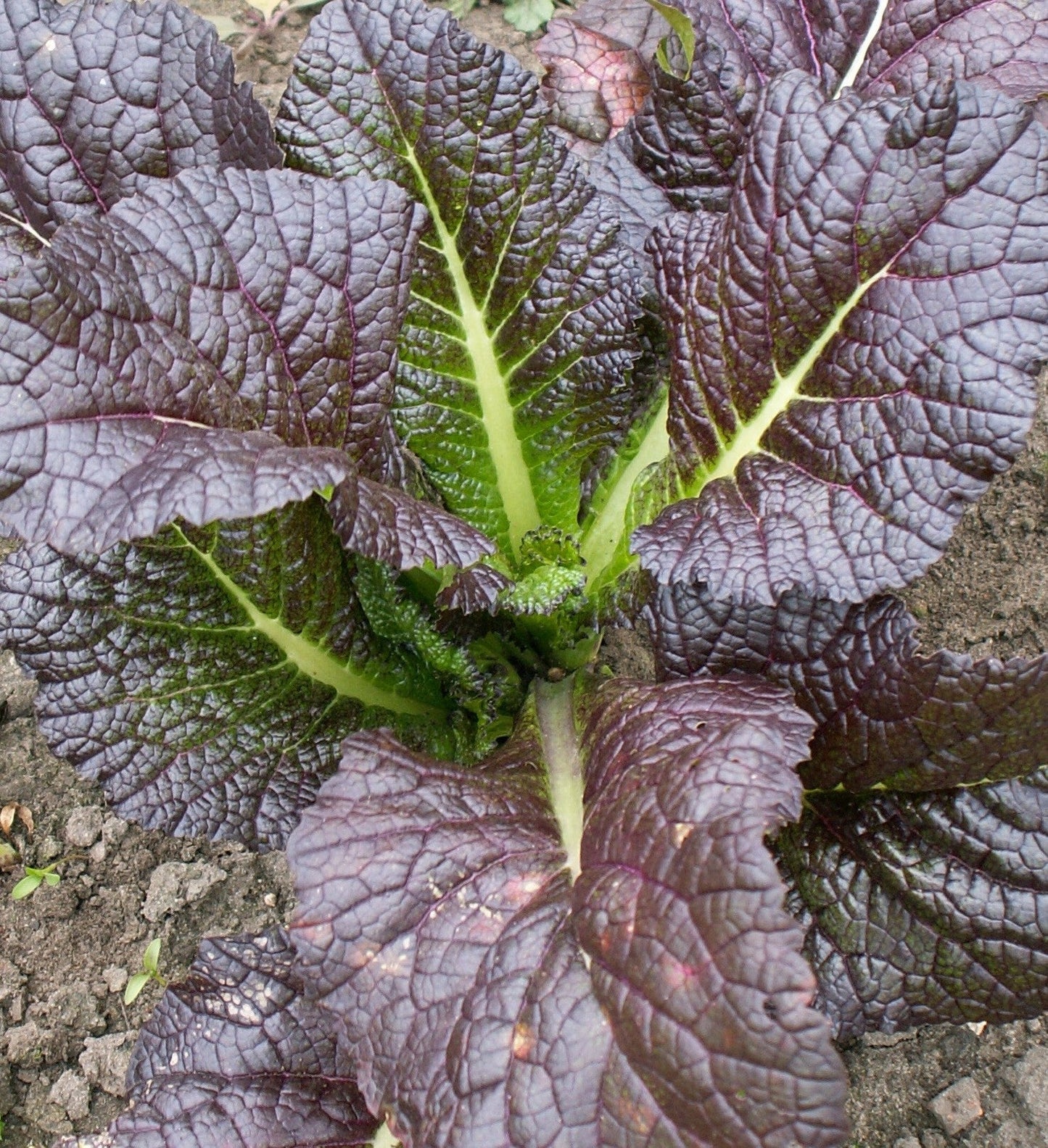 Red Giant Mustard (Brassica spp.) Ornamental Japanese Greens Herb Vegetable Seeds