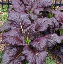 Red Giant Mustard (Brassica spp.) Ornamental Japanese Greens Herb Vegetable Seeds
