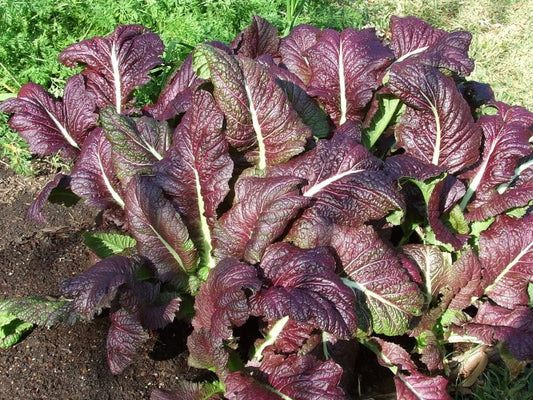 Red Giant Mustard Brassica Spp. Ornamental Japanese Greens Herb Vegetable Seeds heirloom non-gmo organic garden seeds