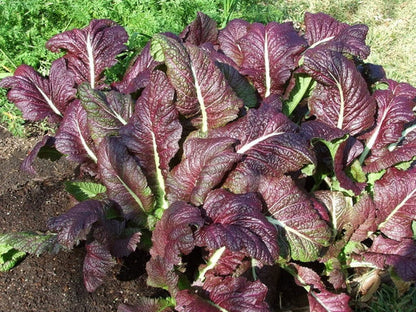 Red Giant Mustard Brassica Spp. Ornamental Japanese Greens Herb Vegetable Seeds heirloom non-gmo organic garden seeds