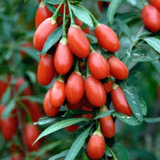 Red Goji Fruit Seeds Planting Essentials heirloom non-gmo organic garden seeds