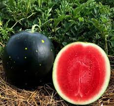 Watermelon Red Gray Seeds: Grow Your Own Delicious Fruit heirloom non-gmo organic garden seeds