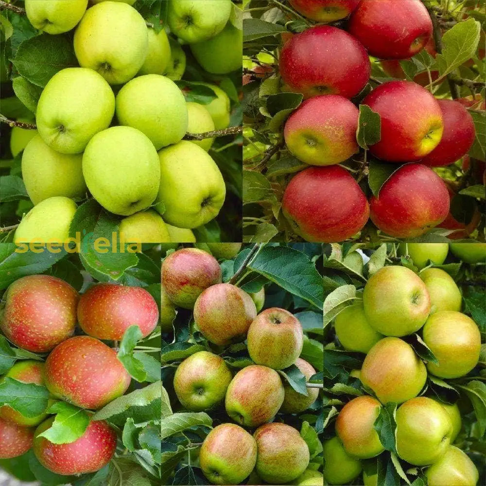 Apple Fruit Seeds For Planting Red & Green Varieties heirloom non-gmo organic garden seeds