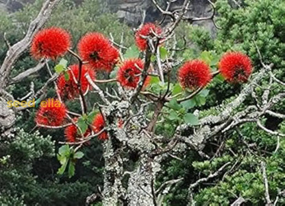 Red Greyia Sutherlandii Flower Seeds For Planting  Brighten Your Garden!